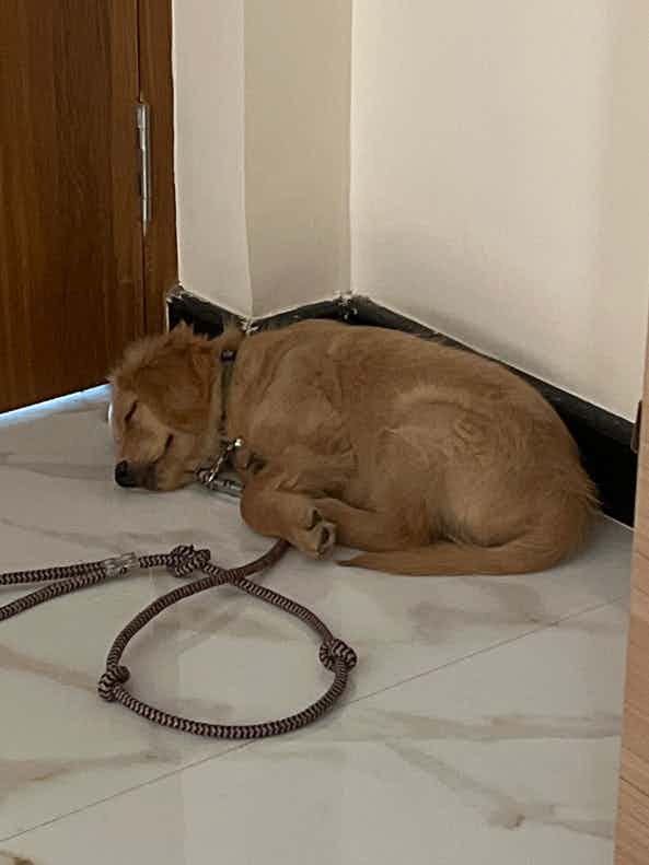 I know that golden retrievers are bred in India with a tolerance for heat, unlike the original which stays only in cold climates. However, can I assume that my golden retriever puppy has a higher cold tolerance? I see that he loves to sleep in the floor but sometimes I also see him sleeping like this, trying to be all tucked in. Should I get him a bed? Could he be feeling cold? The reason I haven’t bought one for him is because he chews on everything, including metal. If I gave him something with a mattress, I’m positive he might end up pulling out the cotton etc in a couple of days. I know there are some anti-chew beds on the market, but my question here is that whether I should look for something that keeps him warm or cool…