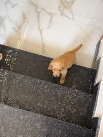 I just came across the information that stairs are bad for puppies! The internet says that large breeds develop hip issues if they are introduced to stairs before twelve weeks. But father has been encouraging my puppy to climb up and down the stairs in our house from as early as 6 weeks!! There are days when my puppy takes three flights of stairs thrice! I’m really worried, is there anything I can do at this point to avoid such problems in future?