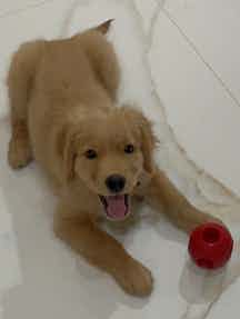 I was suggested in a Kuddle training session that I can give my two-month old golden retriever rice, curd, chicken, mashed veggies and eggs instead of the Royal canin puppy starter food that I had been feeding him for the past five weeks. I used to give 240grams of the royal canin food everyday, but I’m unsure if the rice etc that I am giving will be sufficient for him in terms of quantity as well as nourishment. I’m not sure if he’s shouting because he’s hungry or simply because we aren’t playing enough with him. How do I figure out if he is hungry? Kindly suggest how I can ensure he gets the needed nutrition.