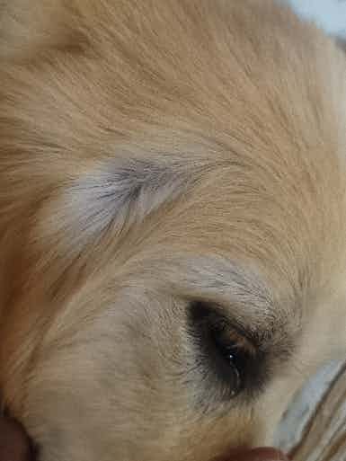 My dog get little hair fall is it any solution