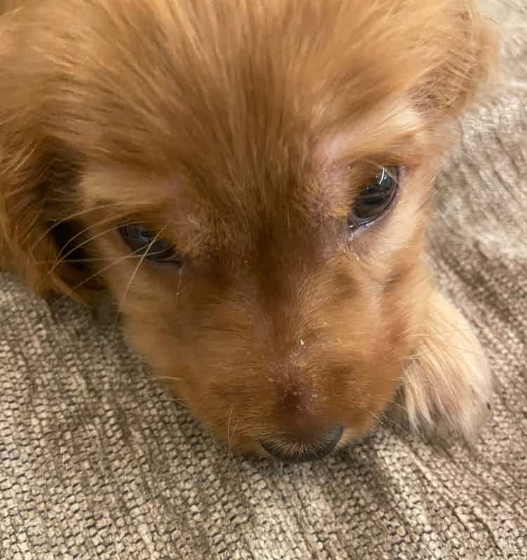 Noticed dry skin (looks like dandruffs) around the nose area of my 2month old spaniel cocker pup. Is this any kind of skin infection? What should be applied here?