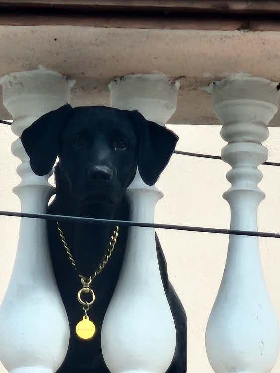 My lab keeps barking if No one are there around him, my wife and me have to go to office and have to leave him alone, my neighbors complaining about, I don't know what to do? Some one can suggest how to keep him silent if no one is around him he is 6 months old.
