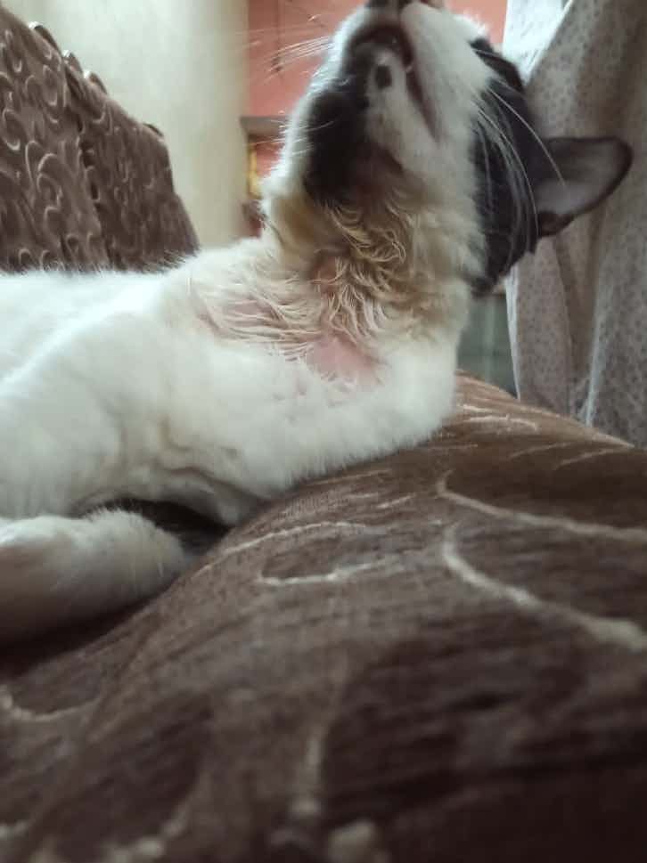 Please help me what is this happening on cat