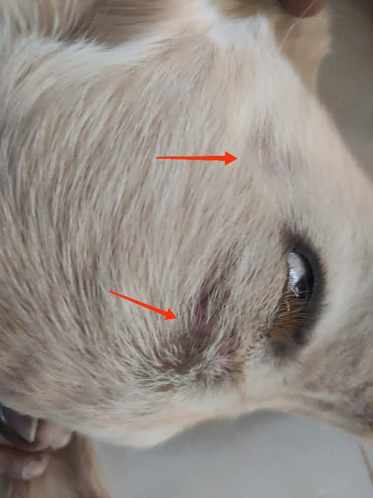 Hi, my GR puppy is having some bald patches, noticed it this morning. This is just near his left eye. Please let me know what to do.