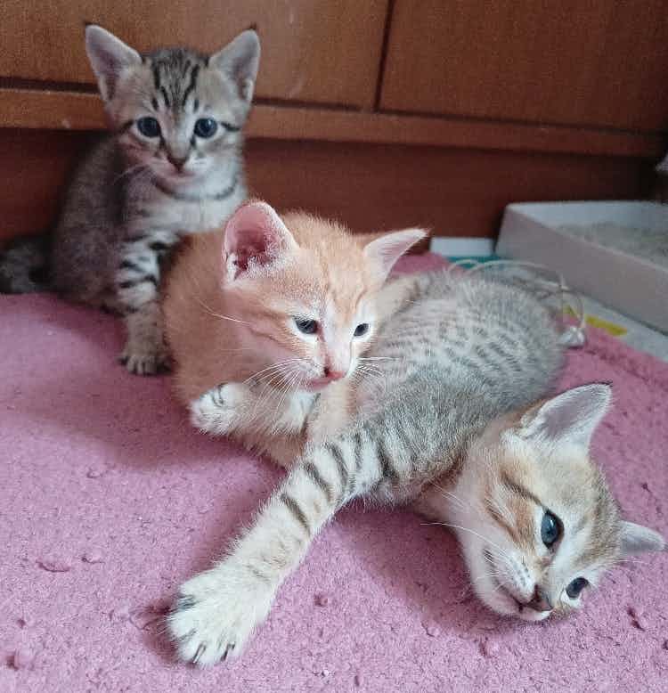 hi...got 3 kittens for free adoption...going to be one month on Nov 13th... please get in touch