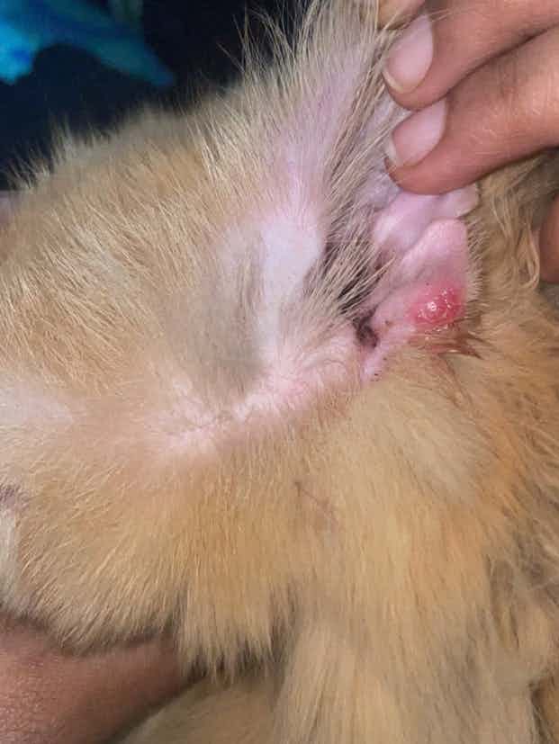 Good evening doctor, 
Yesterday after giving a bath to my cat I noticed this pimple type thing on her ear it’s red nd if I press it little pus is coming out. May I know please is it normal pimple or something else? She is 8months old. 
Thank you.