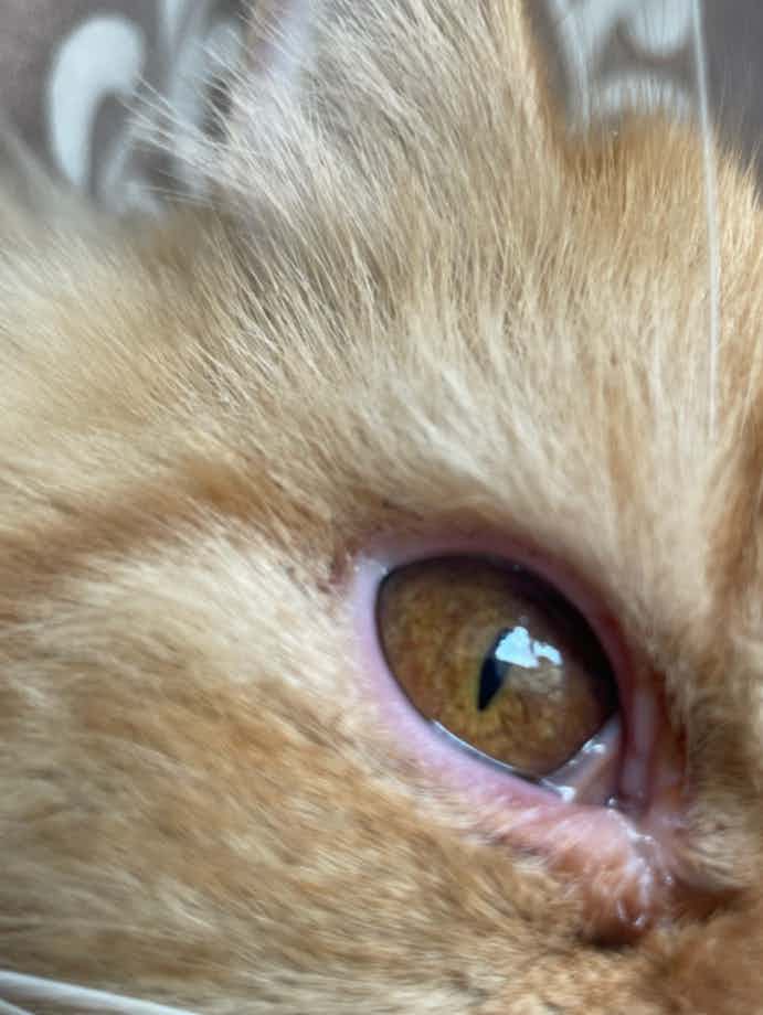 Hello. From last night I noticed that one of my cat's eyes is watering and surface area of eye is red.