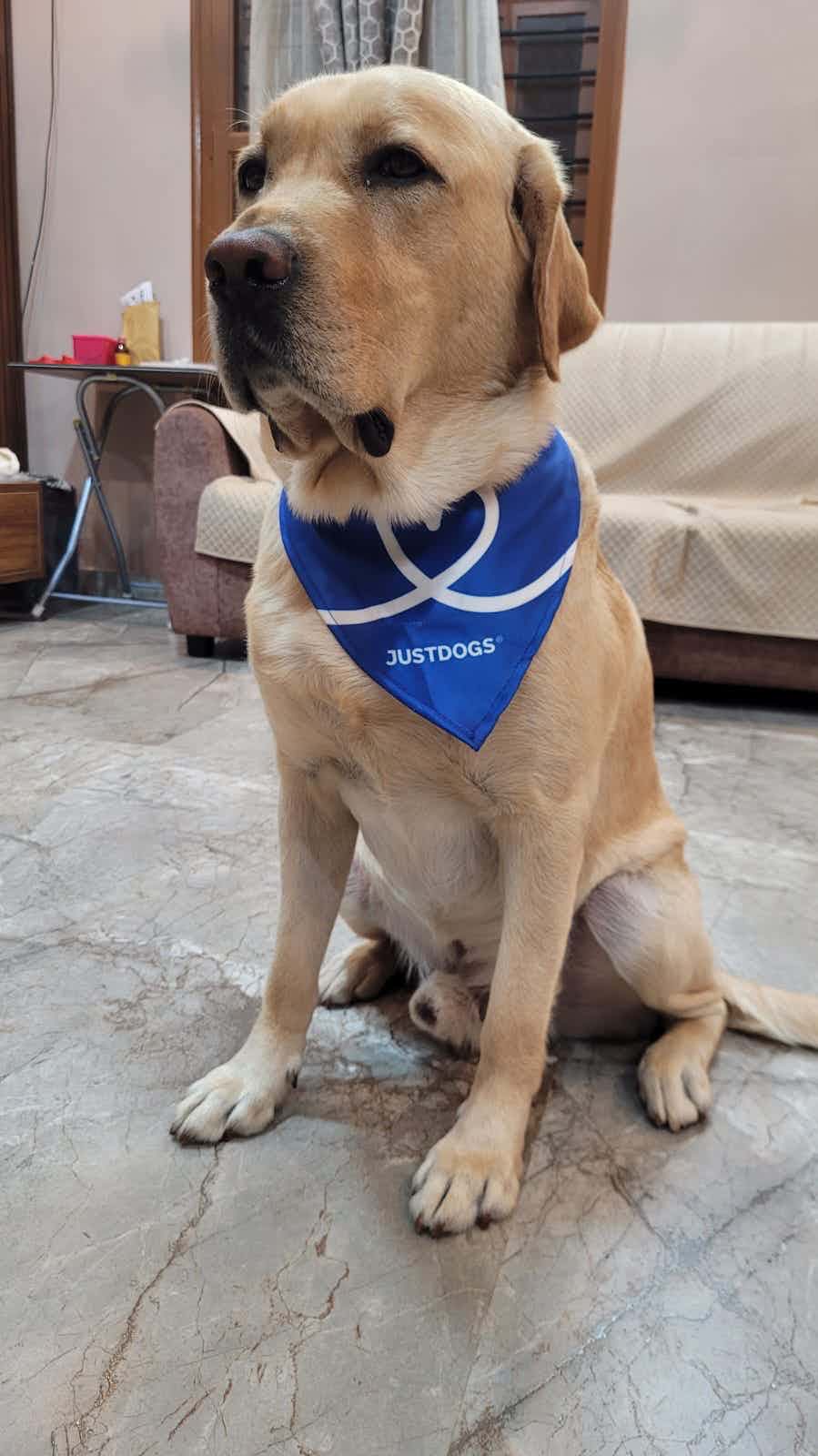 Hello, I'm searching for a mating partner for my   labrador Retriever "Enzo" (M, 2.5 yrs old), extremely loving and obedient certified good boy, pure breed without papers. If you have a female  Labrador retriever in Bangalore, reach out to me on whatsapp on +919900329991