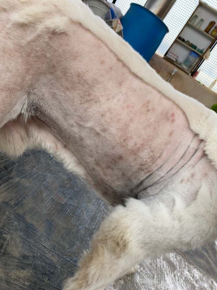 Hi, since it’s too hot these days, my 4 year old golden retriever was finding it very difficult to manage. So we decided to groom him but after observing some red rashes on his body we ended up shaving him completely. This is the 2nd time he’s shaved like this. 1st time it was on the vets recommendation done 2 years ago. 

I was looking at articles if is it fine to shave the retrievers and everything said “Never shave retrievers” so I’m concerned to know if it’s good or bad so that we can be careful next time.