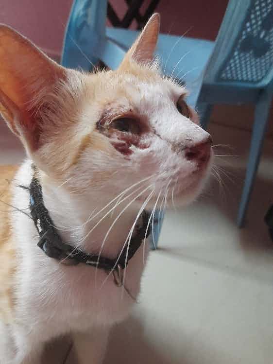 My 2 year old cat went out came back like this . There is a scratch under her eye and her face is a little swollen.