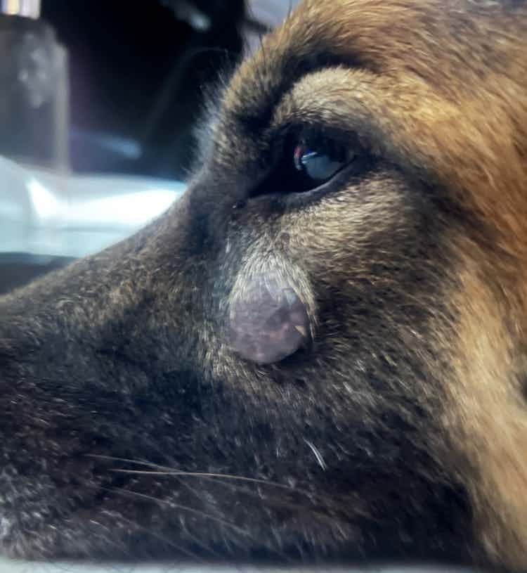 My dog is female German shepherd of 2 years. The problem is she got a pimple then suddenly it starts to grow and now as you can see the condition is worst . Can you please help and suggest the solution?