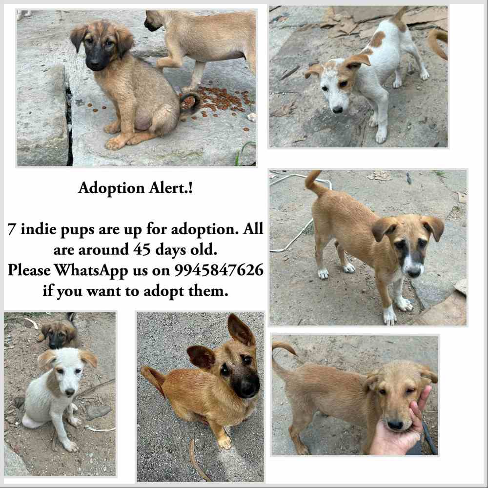 7 pups for adoption