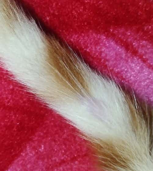 My cat has a small bald patch on his tail
should I take him to a vet ?