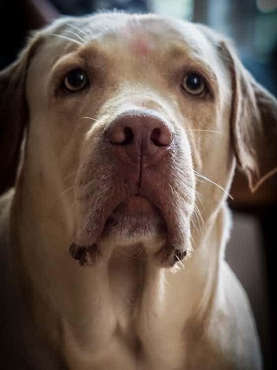 HE IS MY LOVELY BOY SIMBA♥️
HANDSOME LABRADOR 🐾