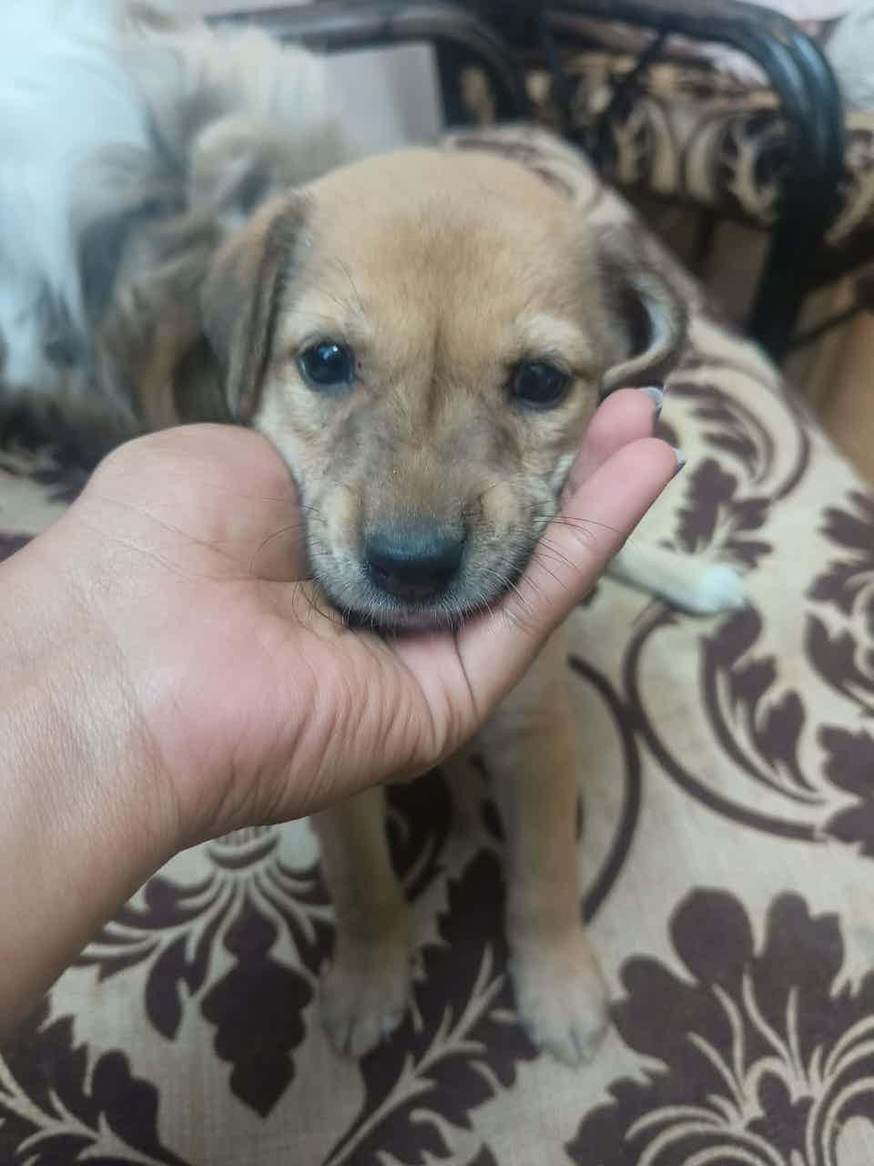I found him on my street he is very friendly and very little boy...all his siblings are died in accident..he was ver cute and good looking boy .. Finding him a good care taker ..... please do adopt him ......