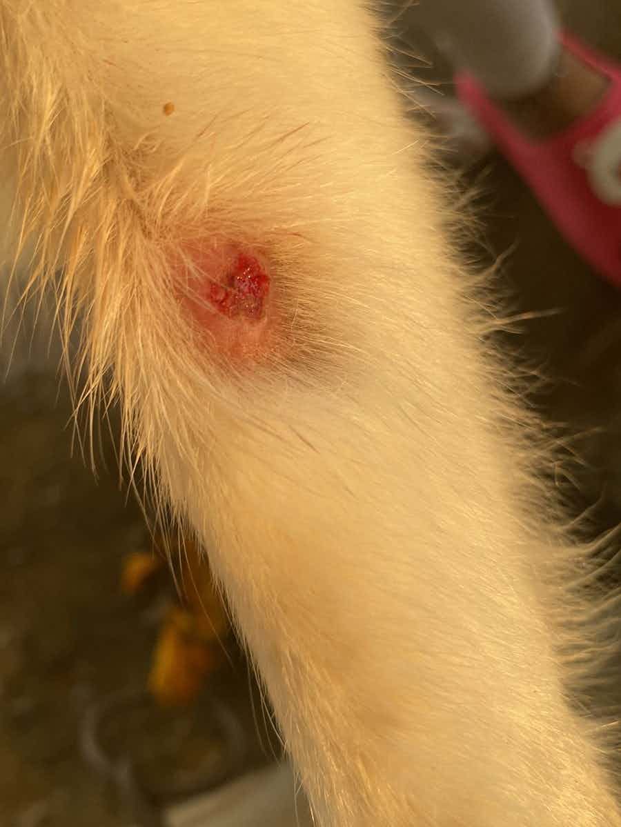 May I know the reason for this?
What's medication can I use for my 10 years Indian Spitz ?