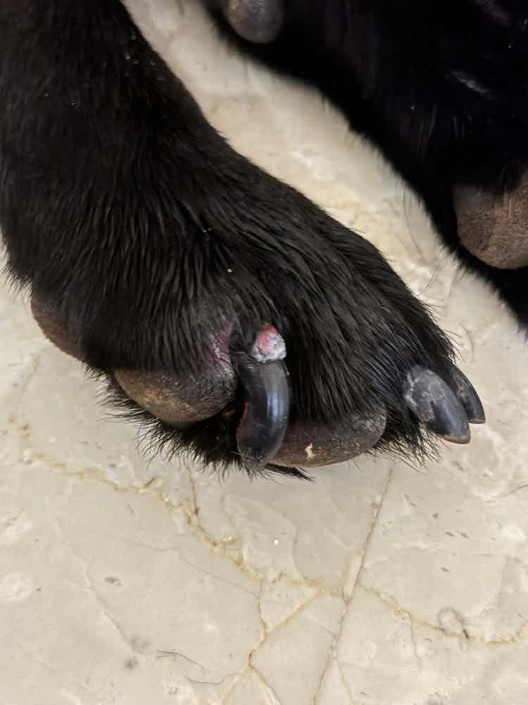 Could someone assist me with first aid for my dog's broken nail that's exposing flesh? There are no nearby open vet clinics where we're located.