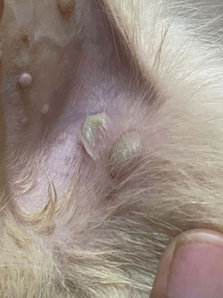 Some kind of white coloured bulges are seen on the inner side of my 2month old puppy . He doesnt seem so active also.
What is the cause of this ? is this something to worry about ? Pls advise.