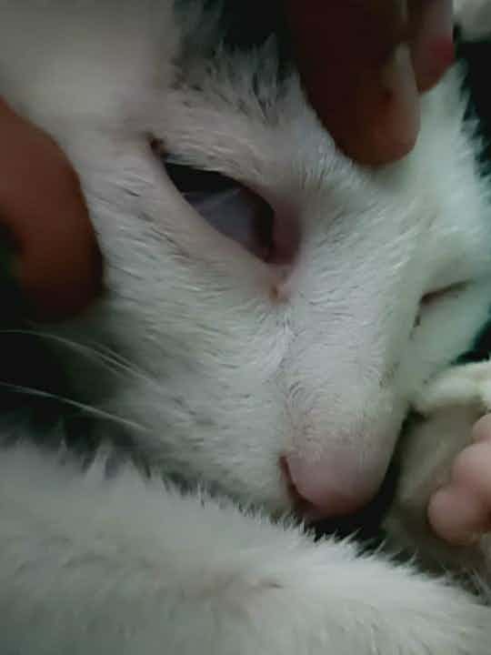 My pet cat has been suffering from fever since yesterday. Her third eyelid is also visible.

 I consulted a vet and he advised the following : 
Himpyrin/Setwell
Gentamicin eye drop
Augmentin dry syrup

I just need a second opinion regarding if the medication prescribed is alright or not. I don't wanna take any risk. I urgently need confirmation since I lost my previous feline friend due to wrong medication by a doctor. This time I want to be more alert .