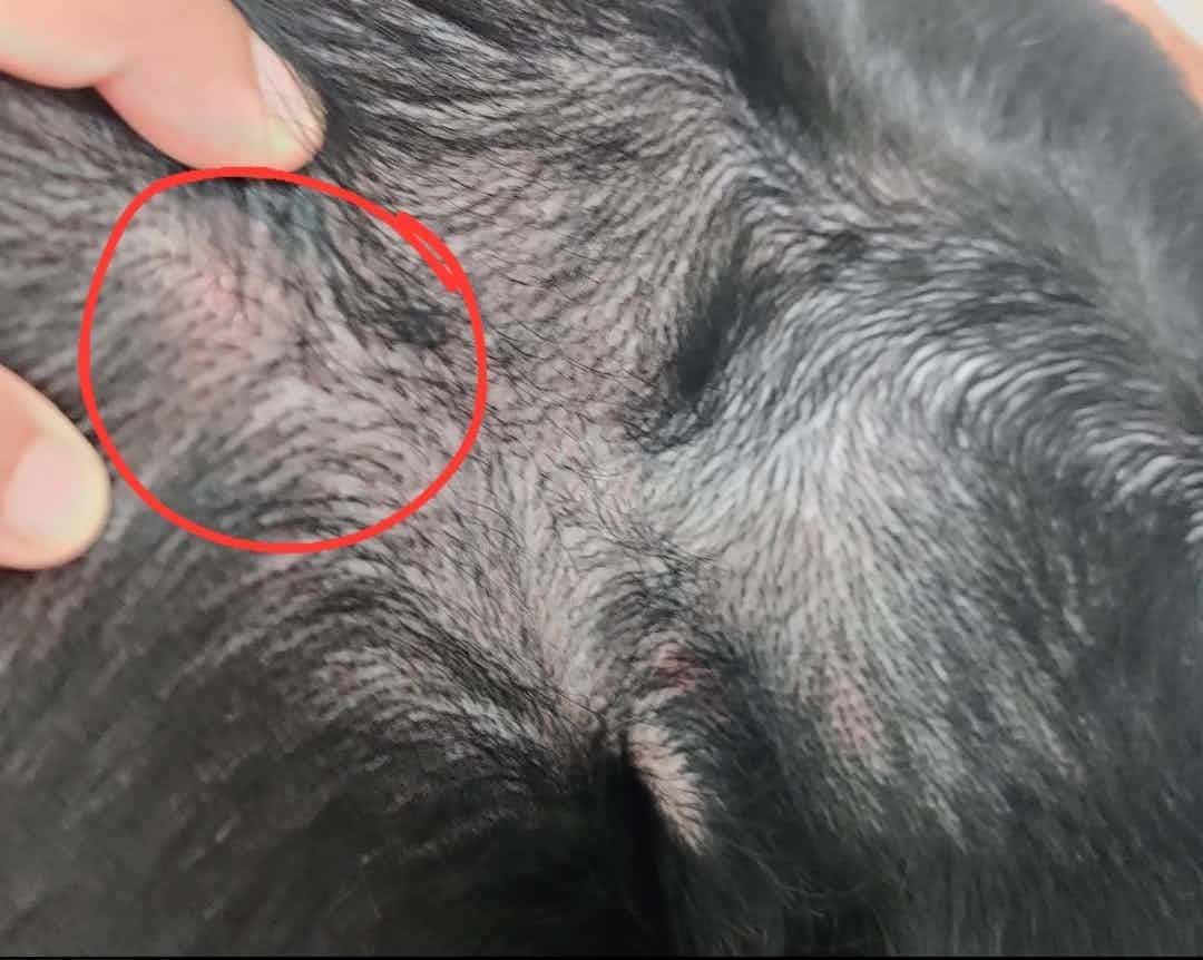 Hi! 
Maggie has redness in the left armpit and also has a pustule below the same armpit beside one of her teat. Initially the pustule was observed in the morning but now redness in the armpit can also be seen. What could be the reason for this? 
Pic 1: pustule near teat. 
Pic 2: left armpit