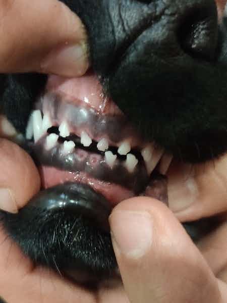 Hi! My female labrador (3months 15 days) broke her teeth while playing. Her two lower front teeth broke and two upper front teeth are still hanging but weak. Any suggestions would be appreciated.