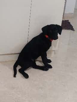 Hi! What is the ideal weight of a 3 months 15 days female labrador pup. I have been told that mine is too lean. Any suggestions would be appreciated.