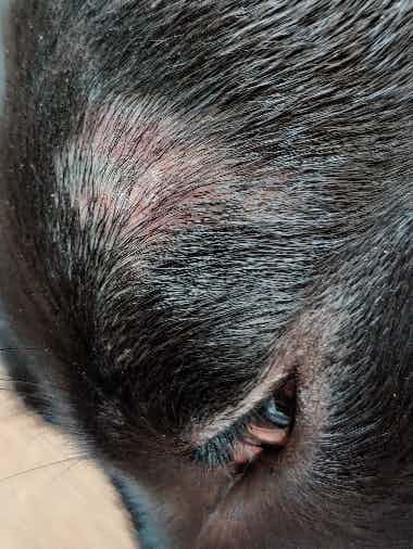 Hi! 
My 6 months old female lab was diagnosed with demodicosis and has been given bravecto for the treatment. Also, we are giving softcoat in her meal and gave her a shower with conaseb shampoo prescribed by the vet through kuddle app. A few new hair can be seen over her bald patch but the skin looks red. It wasn't red before. What could be the reason for this?