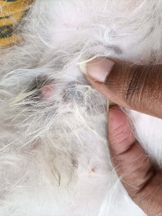 Hi doctor, i observed these patches on Leo's skin, on both hind legs in the same place and on his private part. Please help me understand what it is and what can be done