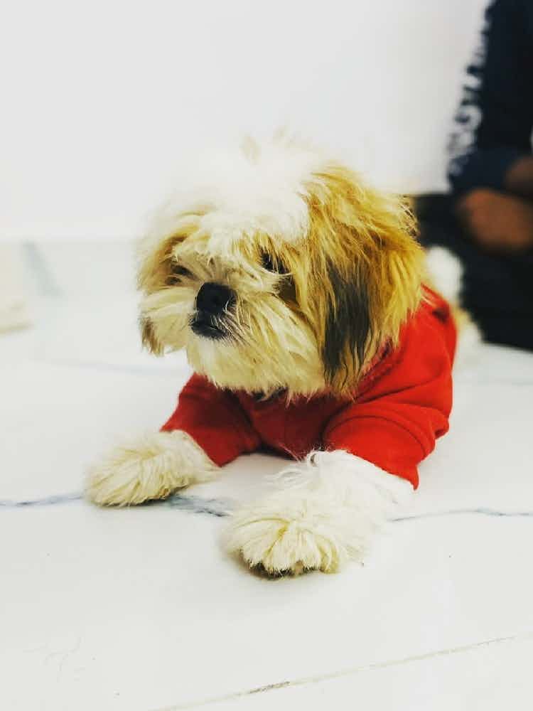 My Leo, i was very afraid of dogs back then. One day my brother brought Leo home and gave it to me. It was so tiny that i should hold it like a fragile thing. That was the moment changed my whole life. Today Leo was the reason I am feeding many street dogs. He was my inspiration to life. I love you Leo beta❤️