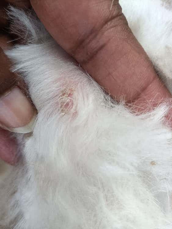 Hi doctor i noticed a patch on the skin(on leg) of my dog. It's only in that place, there's no such thing in other places. Can you please suggest anything. Attached the image.