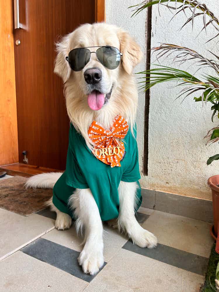 Wasooli bhai OREO is here to collect likes Tax as your love and support

Click on the link for watching the post 

This is our entry for #virtualfashionweek Like to support 💚
🧿Comment ur favourite.
1.  Street dapper
2. Studious Rapper 
3. Aditya  from “jab we met”
4. Anil kapoor from RAM LAKHAN
5. Principal of c...

https://kuddle.pet/social/story/pawtipating-dress-impress-pnajeda59s7ig04melm1b
