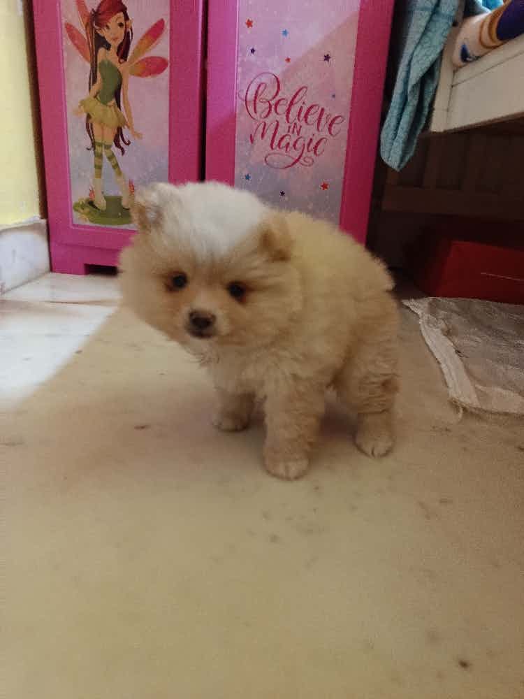 I got my daughter a toy pom but unfortunately found out that she is allergic to pets with furr. I will have to give the pom away.  Call 9886152140