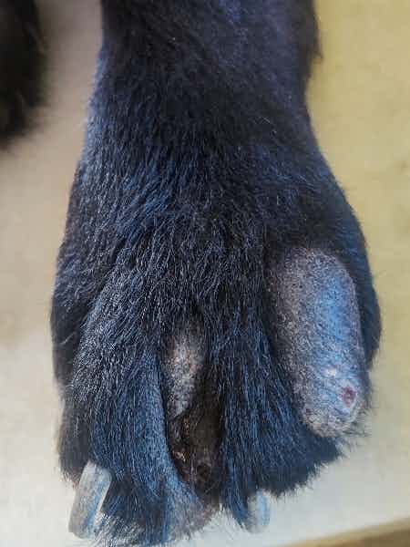 Hello doctor my male lab dog is 7yrs old..his leg is bleeding and also legs got swollen..lots of hair loss is there..he is suffering..we consulted many vets and still there is no improvement in him..i will share you pics.. please let me know the cause and is he suffering from any disesase