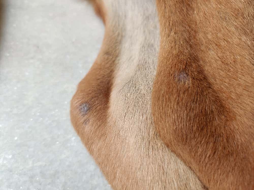 what's these patches I am seeing on my puppy's leg ?