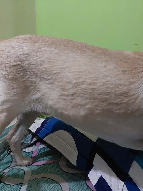 Hi ,I have a male  labrador 8 months old, I have been noticing a lumps on his body all over ,and we are experience lot of hair fall.what might be the issue .
And he is overactive always and keep on bitting everything majorly our hands .
We are giving him jus curd rice ,rice with milk and ragi malt