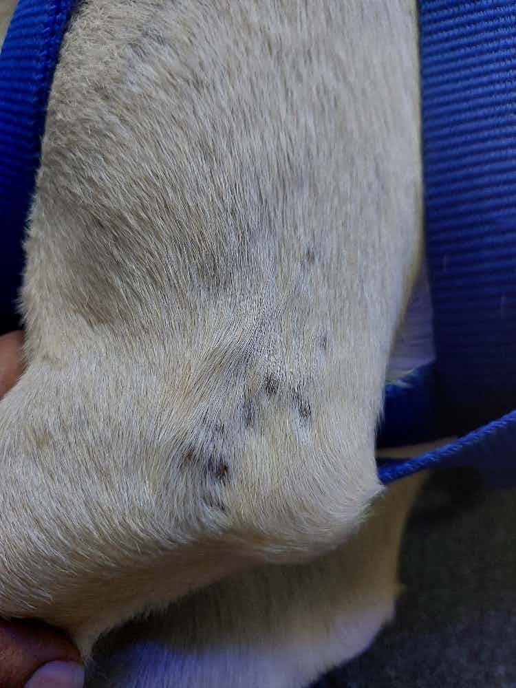 Hi team my labrador 11 months old has this patches on both the legs and it's extending upwards, what might be the reason .