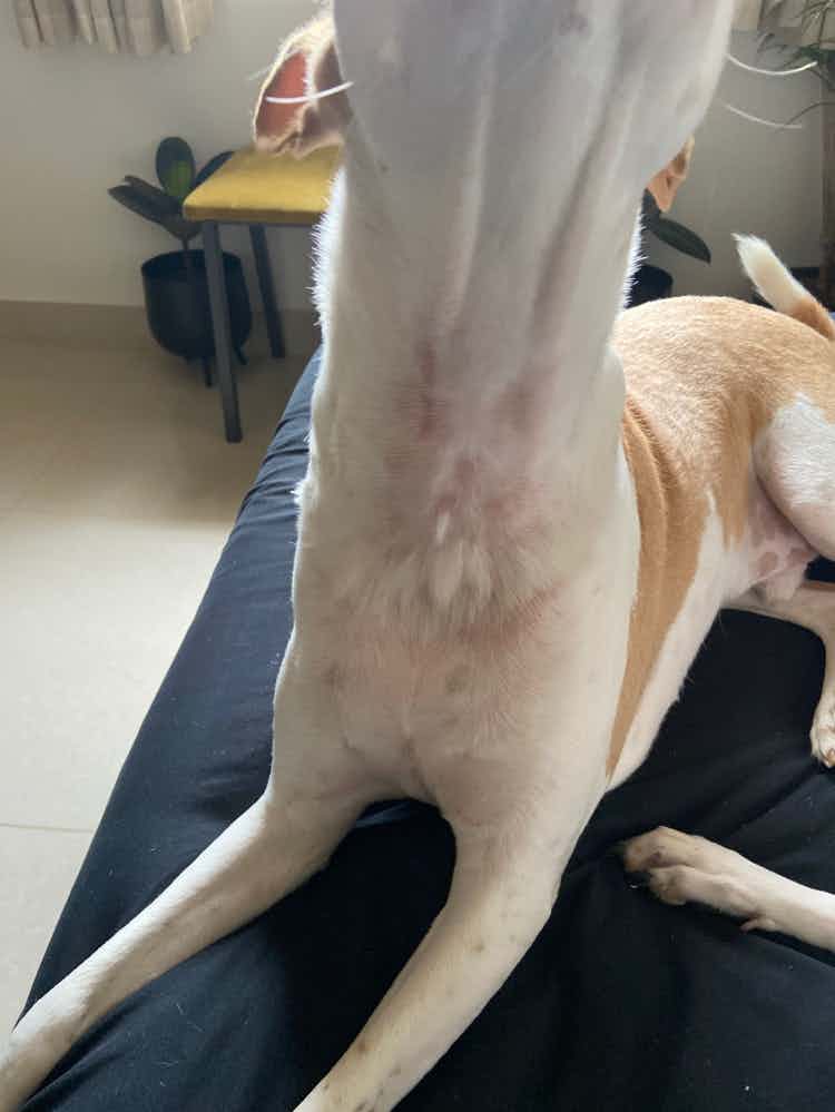 Hey, so my dog had a recent visit to a spa and subsequently developed a few rashes around the neck. His body has also been extra warm for the past 2 days. No additional behaviour changes and dietary routine is also as usual. I am assuming it’s an allergic reaction; any recommendations on antihistamines or should I book a vet consultation?