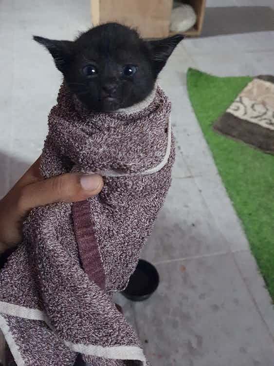 5 weeks old black male kitten for adoption.