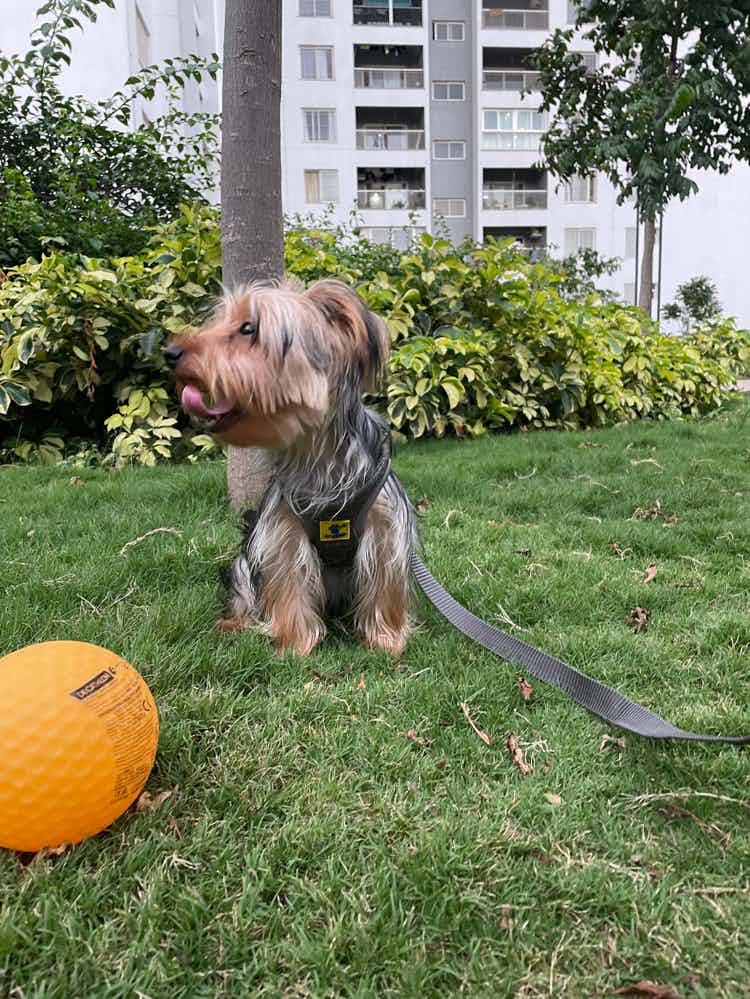 Hey guys!
I'm Astro, 5 months old Yorkshire Terrier.

Let's connect on Instagram: @astrotheyorkiee