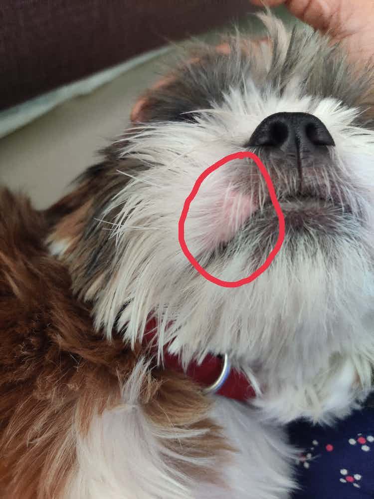 Hi,

My ShihTzu is 7 months old. We can see light pink skin with less hair. I want to know why is this patch seen, Is this curable?