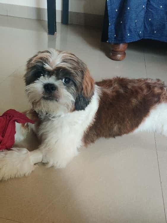 My ShihTzu is 7 months old. Can I feed him cooked pulses like green peas, greengram and chickpea?