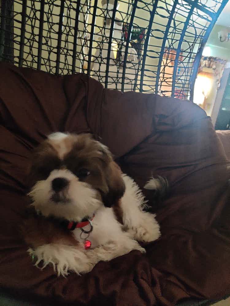 My ShihTzu completed 6 months now... Should I feed him 3 meals a day?
What should I include in his diet.