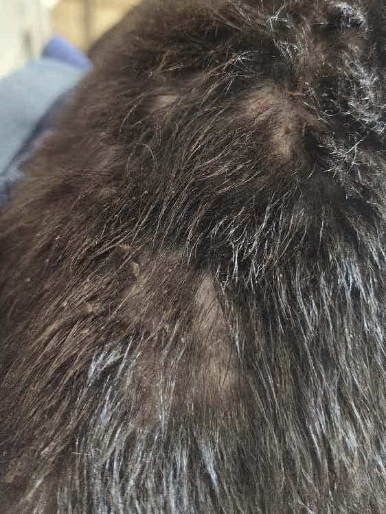 I have 1.5 month old indie, but he is constantly losing his hair from few days and his skin is also visible now. Also, he keeps on scratching there all the time, not sure if it's dandruff or some skin problem/allergy.

Kindly help.
