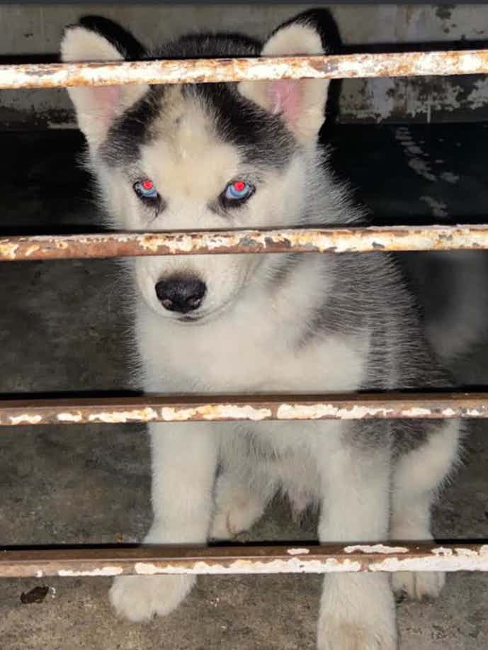 This is my stud puppy.the eyes r blue in colour that’s why we named him blue!! 

Ps the pics r terrible