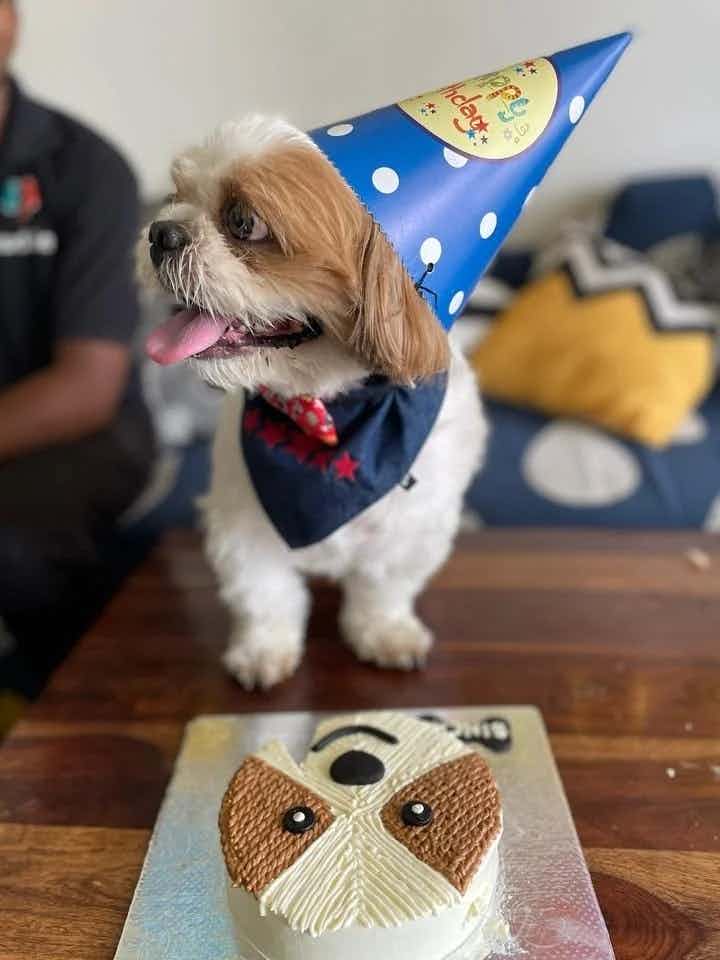 They say wisdom comes with age, but we know it's all about the treats and belly rubs! 😉

Happy Birthday to Kuddle's wise, super cool and treat-loving CTO, Sinchi 🎉