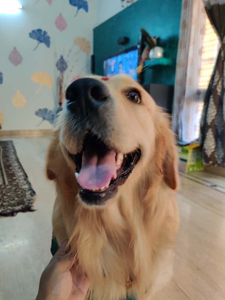 My 1.7 year old golden retriever hasn't been eating since few days, lethargic and puking out everything that he's eating (yellow puke). We went to the vet and he said he has throat infection and stomach upset and gave him some medicine and antibiotics. Should we visit another vet for second opinion or is it general symptoms of infection? I'm really worried because he never got sick till now and was always active.