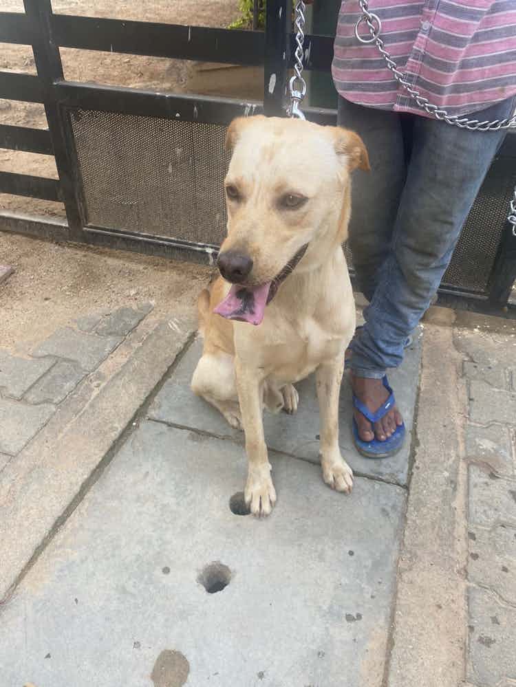 We found the Dog abandoned by someone and is now at our apartment security. We want a good caring family to adopt him for life. He seems lost and needs a place to stay. Seems to be really friendly with human