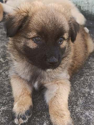 Can you help me by identifying the puppy breed?
I am not sure whether it is a German shepherd or not.