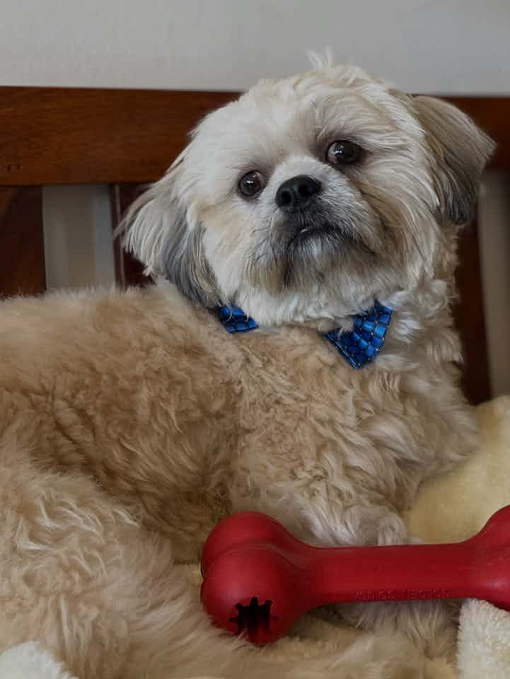 I have a male Lhasa Apso. 1 yr4mths old. I got mixed suggestions on mating for him. What’s the right approach and time? can you please throw some light on this.