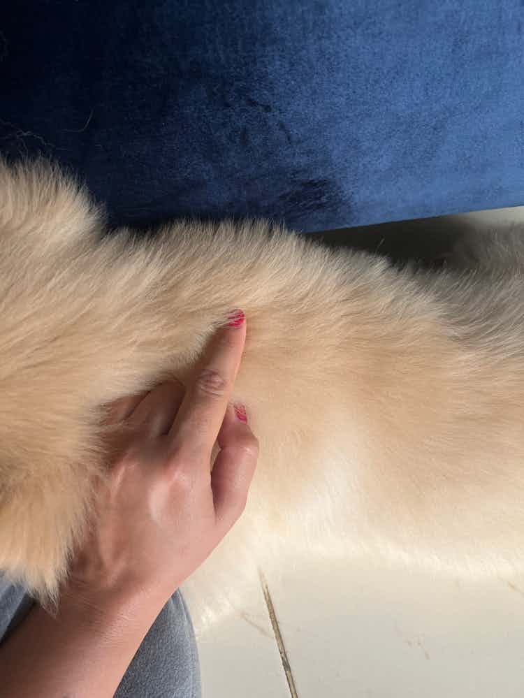 My 3 months golden retriever has a haf finger size bump on his neck where the 3rd vaccine was given 10 days back. Is it normal?? He doesn’t have any pain as I have touched his bump and pressed it and he is bery active too. Should i be worried??